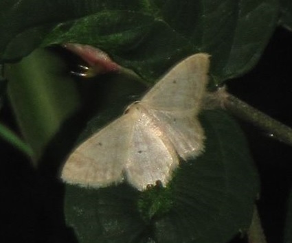 Geometridae da ID